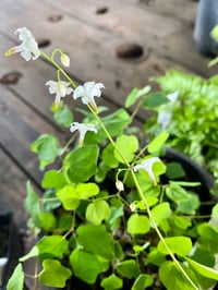 Image 2 of Inside-out Flower : Vancouveria hexandra