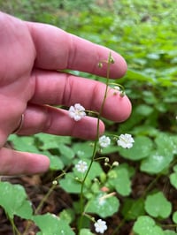 Image 1 of Inside-out Flower : Vancouveria hexandra