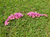 Image 2 of Baby Pink Void Sea Serpant Dragons