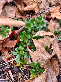 Image 2 of Kinnikinnick : Arcostaphylos uva-ursi 