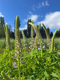 Image 1 of Large-leaved Lupine : Lupinus polyphyllus