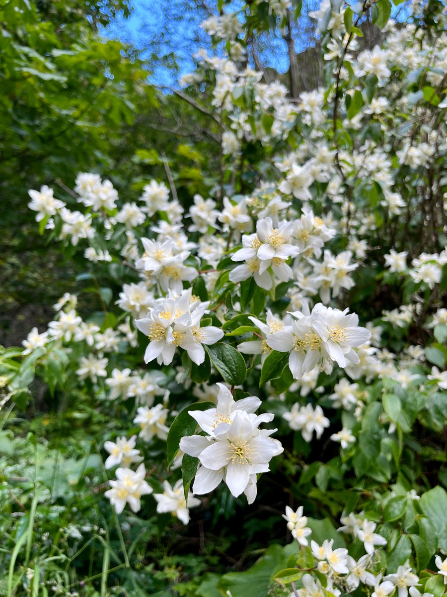 Mock Orange : Philadelphus lewisii | GOOD YEAR FARMS