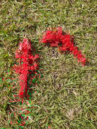 Image 2 of Baby Red Rose Dragons