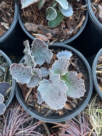 Image 2 of Creeping Oregon Grape : Mahonia repens