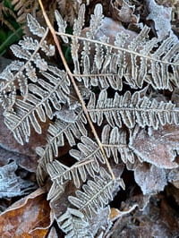 Image 3 of Lady Fern : Athyrium filix–femina