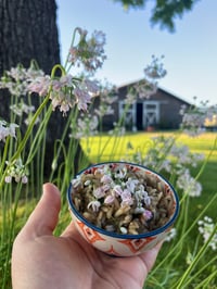 Image 6 of Nodding Onion : Allium cernuum