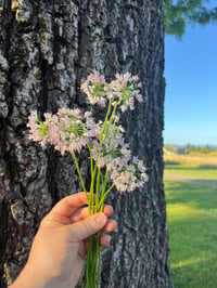 Image 4 of Nodding Onion : Allium cernuum