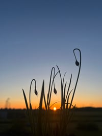 Image 3 of Nodding Onion : Allium cernuum