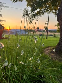 Image 5 of Nodding Onion : Allium cernuum