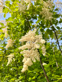 Image 1 of Oceanspray : Holodiscus discolor