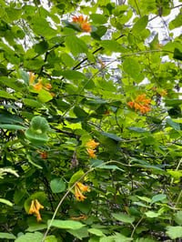 Image 2 of Orange Honeysuckle : Lonicera ciliosa