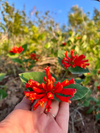 Image 1 of Orange Honeysuckle : Lonicera ciliosa