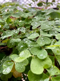 Image 5 of Oxalis (Redwood Sorrel) : Oxalis Oregana