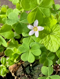 Image 1 of Oxalis (Redwood Sorrel) : Oxalis Oregana