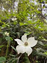 Image 1 of Pacific Dogwood : Cornus nuttallii