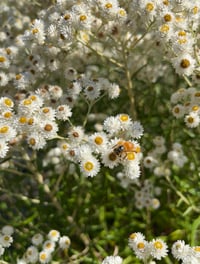 Image 4 of Pearly Everlasting : Anaphalis margaritacea