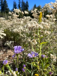 Image 3 of Pearly Everlasting : Anaphalis margaritacea