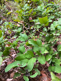 Image 4 of Creeping Oregon Grape : Mahonia repens