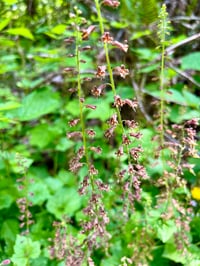 Image 3 of Piggyback Plant : Tolmiea menziesii