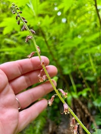 Image 2 of Piggyback Plant : Tolmiea menziesii