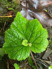 Image 1 of Piggyback Plant : Tolmiea menziesii