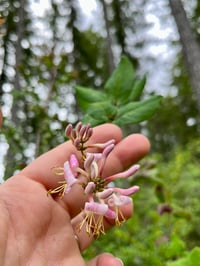 Image 2 of Pink honeysuckle : Lonicera hispidula