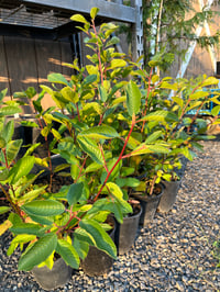 Image 4 of Cascara : Frangula purshiana