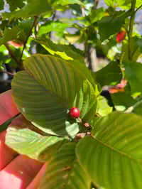 Image 1 of Cascara : Frangula purshiana