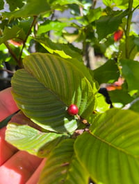 Image 1 of Cascara : Frangula purshiana