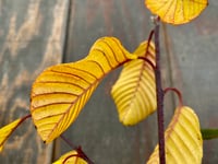 Image 3 of Cascara : Frangula purshiana