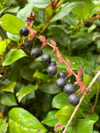 Image 2 of Salal : Gaultheria shallon