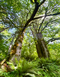 Image 1 of Bigleaf Maple : Acer macrophyllum