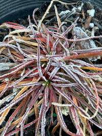 Image 4 of Sea pink : Armeria maritima