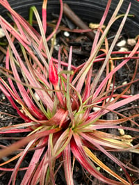 Image 2 of Sea pink : Armeria maritima