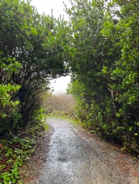 Image 1 of Wax Myrtle : Morella californica 