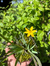 Image 3 of Yellow-eyed Grass : Sisyrinchium californicum