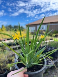 Image 1 of Yellow-eyed Grass : Sisyrinchium californicum