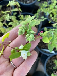 Image 1 of Snowberry : Symphoricarpos albus