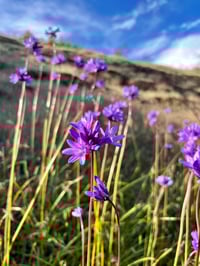 Image 3 of Ookow : Dichelostemma congestum