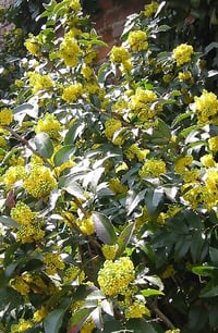 Image 2 of Low Oregon Grape : Mahonia nervosa