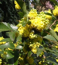 Image 4 of Low Oregon Grape : Mahonia nervosa