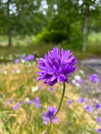 Image 1 of Ookow : Dichelostemma congestum