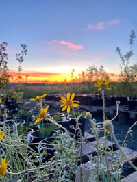 Image 2 of Oregon Sunshine : Eriophyllum lanatum