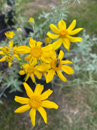 Image 1 of Oregon Sunshine : Eriophyllum lanatum