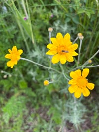 Image 5 of Oregon Sunshine : Eriophyllum lanatum