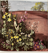 Image 4 of The Shell Guide to Flowers of The Countryside