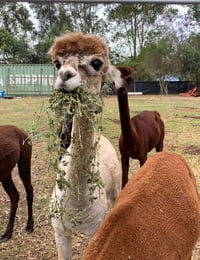 Image 3 of Paint with Alpacas at Gumnut Valley, Butterwick, Sunday 20th October 11am 