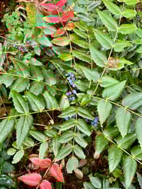 Image 2 of Dwarf Oregon Grape : Mahonia nervosa