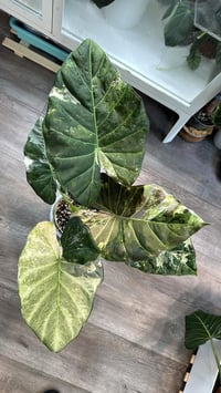 Image 2 of ALOCASIA REGAL SHIELDS ALBO CORMS