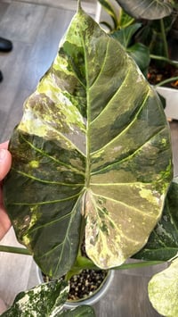 Image 1 of ALOCASIA REGAL SHIELDS ALBO CORMS
